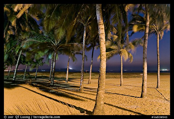 Palm trees and Miramar Beach at twilight. Goa, India