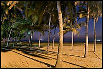 Palm trees and Miramar Beach at twilight. Goa, India (color)