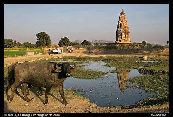 Javari Temple in rural setting with pond and caw, Eastern Group. Khajuraho, Madhya Pradesh, India