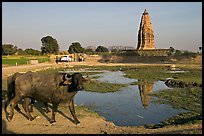 Javari Temple in rural setting with pond and caw, Eastern Group. Khajuraho, Madhya Pradesh, India