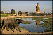 Javari Temple in rural setting with pond and caw, Eastern Group. Khajuraho, Madhya Pradesh, India (color)