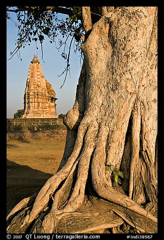 Tree and Javari Temple, Eastern Group. Khajuraho, Madhya Pradesh, India