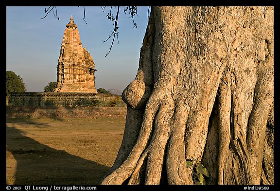 Javari Temple and tree, Eastern Group, late afternoon. Khajuraho, Madhya Pradesh, India