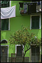 Green house facade with tree and hanging laundry, Riomaggiore. Cinque Terre, Liguria, Italy