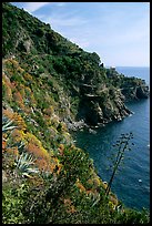 Coastline and cliffs along the Via dell'Amore (Lover's Lane), near Manarola. Cinque Terre, Liguria, Italy (color)