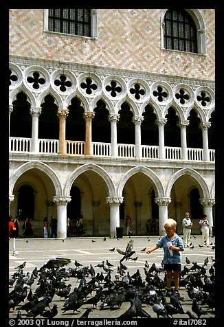 Boy feeding the pigeons in fron tof the Palazzo Ducale,  Piazza San Marco (Square Saint Mark), mid-day. Venice, Veneto, Italy (color)