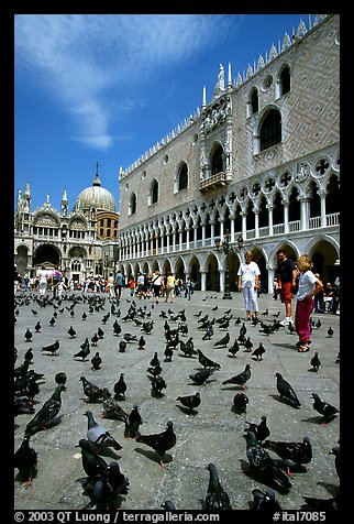 Pigeons, Palazzo Ducale, Basilica San Marco. Venice, Veneto, Italy (color)