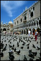 Pigeons, Palazzo Ducale, Basilica San Marco. Venice, Veneto, Italy ( color)