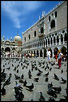 Pigeons, Palazzo Ducale, Basilica San Marco. Venice, Veneto, Italy (color)