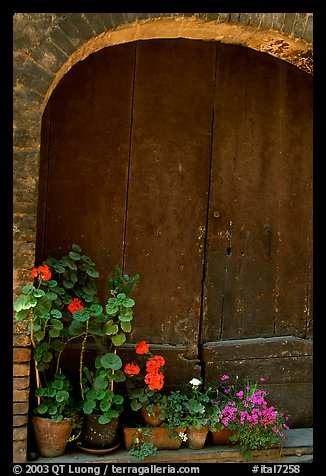 Old wooden door and flowers. San Gimignano, Tuscany, Italy (color)