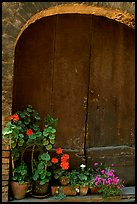 Old wooden door and flowers. San Gimignano, Tuscany, Italy