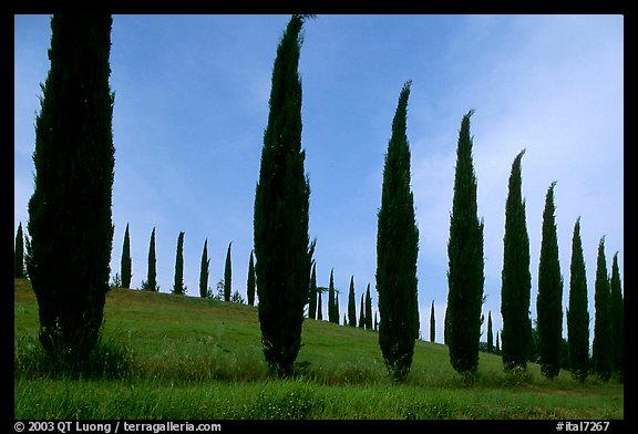 Cypress rows typical of the Tuscan landscape. Tuscany, Italy
