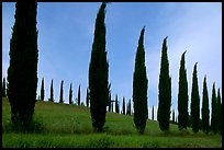 Cypress rows typical of the Tuscan landscape. Tuscany, Italy (color)