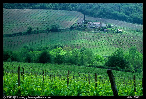 Grape rows, Chianti vineyard and village. Tuscany, Italy (color)