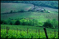 Grape rows, Chianti vineyard and village. Tuscany, Italy