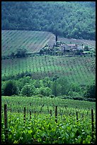 Vineyard in the Chianti region. Tuscany, Italy ( color)