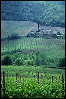 Vineyard in the Chianti region. Tuscany, Italy (color)