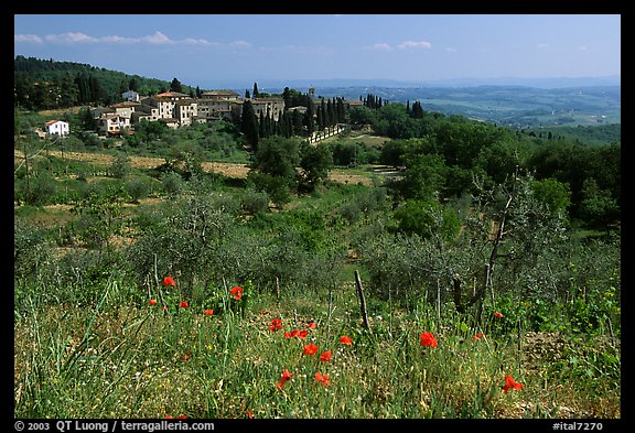 Flowers and rural landscape, Chianti region. Tuscany, Italy (color)