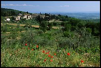 Flowers and rural landscape, Chianti region. Tuscany, Italy (color)