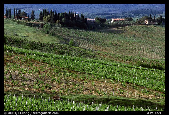 Vineyard, cypress, and houses,  Chianti region. Tuscany, Italy