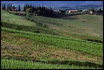 Vineyard, cypress, and houses,  Chianti region. Tuscany, Italy (color)