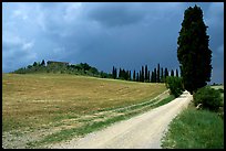 Path lined with cypress trees, Le Crete region. Tuscany, Italy