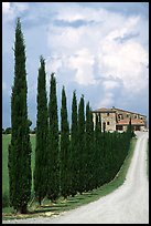 Pictures of Cypress Mediterranean