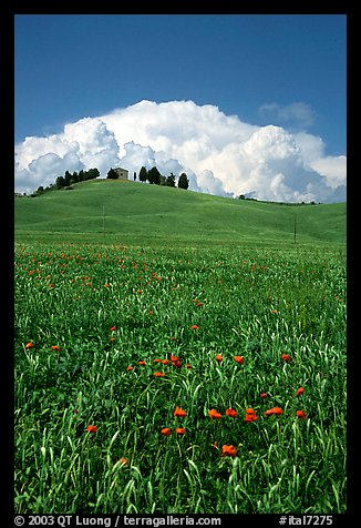 Poppies in field and cloud above distant ridge. Tuscany, Italy