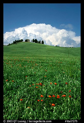 Poppies in field and cloud above distant ridge. Tuscany, Italy (color)