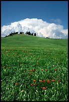 Poppies in field and cloud above distant ridge. Tuscany, Italy