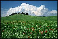 Field and distant ridge with cypress and house. Tuscany, Italy