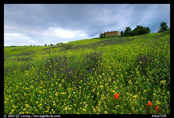 Spring wildflowers and house on hill. Tuscany, Italy