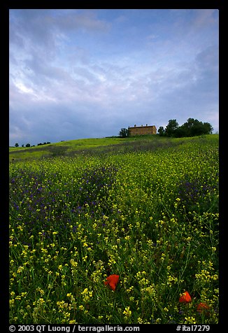Carpet of spring wildflowers and house on ridge. Tuscany, Italy (color)