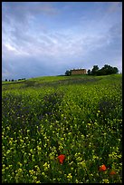 Carpet of spring wildflowers and house on ridge. Tuscany, Italy