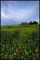 Carpet of spring wildflowers and house on ridge. Tuscany, Italy (color)