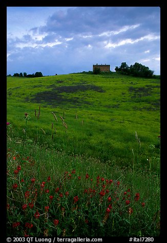 Spring wildflowers and house on hill. Tuscany, Italy
