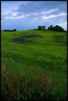 Spring wildflowers and house on hill. Tuscany, Italy