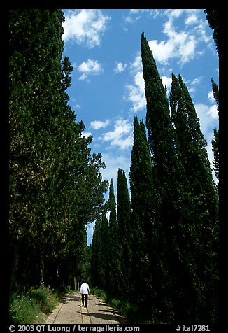 Alley bordered by cypress trees. Tuscany, Italy (color)