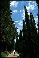 Alley bordered by cypress trees. Tuscany, Italy ( color)