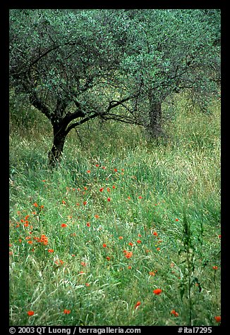 Olive trees and grasses, Villa Adriana. Tivoli, Lazio, Italy (color)