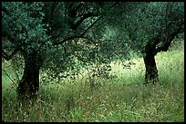 Olive trees and grasses, Villa Hadriana. Tivoli, Lazio, Italy (color)