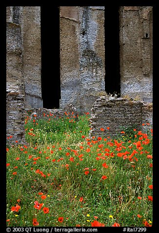 Red poppies and ruins of the Praetorium, Villa Hadriana. Tivoli, Lazio, Italy
