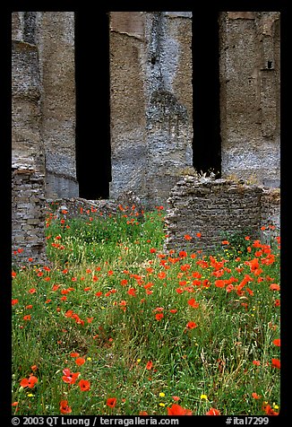 Red poppies and ruins of the Praetorium, Villa Hadriana. Tivoli, Lazio, Italy (color)