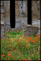 Red poppies and ruins of the Praetorium, Villa Hadriana. Tivoli, Lazio, Italy (color)