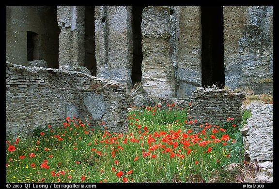 Red poppies and ruins of the Praetorium, Villa Adriana. Tivoli, Lazio, Italy (color)