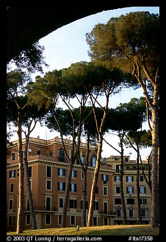 Pines trees and houses. Rome, Lazio, Italy (color)
