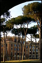 Pines trees and houses. Rome, Lazio, Italy ( color)