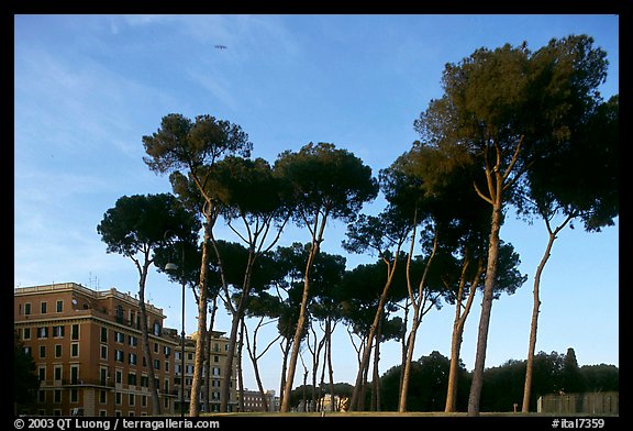 Pines trees and houses. Rome, Lazio, Italy