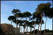 Pines trees and houses. Rome, Lazio, Italy