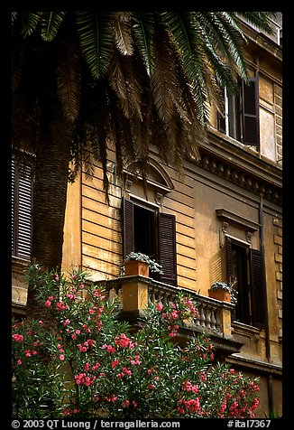 Palm tree and building. Rome, Lazio, Italy